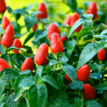 Little Elf Pepper Seeds - The Pepper Pantry (Formerly Marie Sharp's)